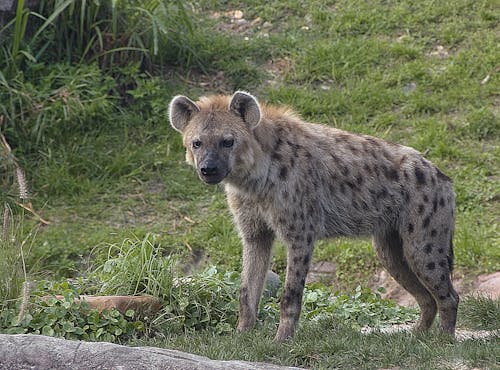 Spotted Hyena