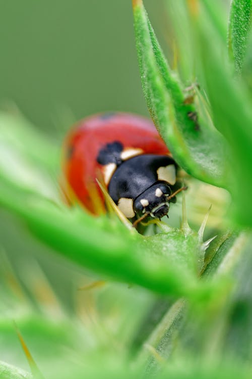 A Ladybug in Macro Photography