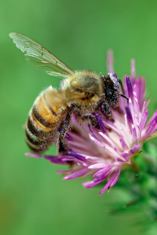 Free Macro Shot of a Bee on a Flower Stock Photo