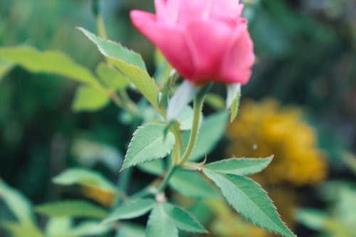 Free stock photo of beautiful flower, green, pink