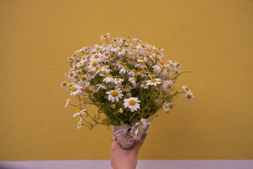 Darmowe zdjęcie z galerii z białe stokrotki, bukiet, kwiaty