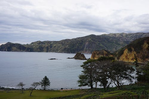 Green Trees on the Shore