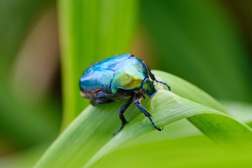 Kostenloses Stock Foto zu entomologie, grünes blatt, insekt