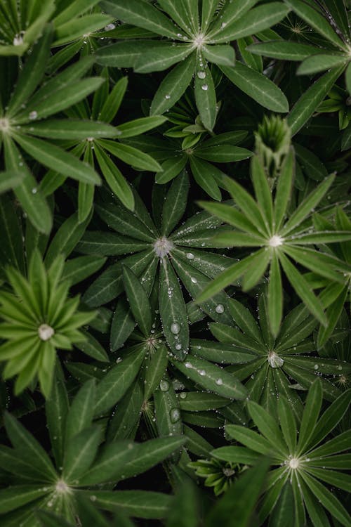 Fotos de stock gratuitas de de cerca, gotas de rocío, gotitas de agua