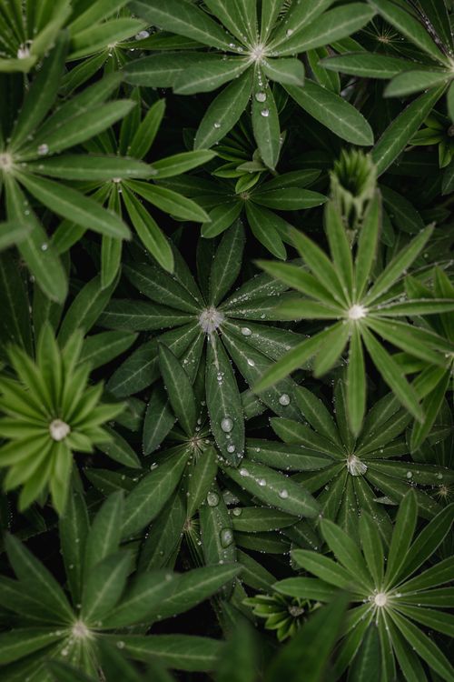 Free A detailed close-up of green lupine leaves with water droplets, capturing nature's freshness. Stock Photo