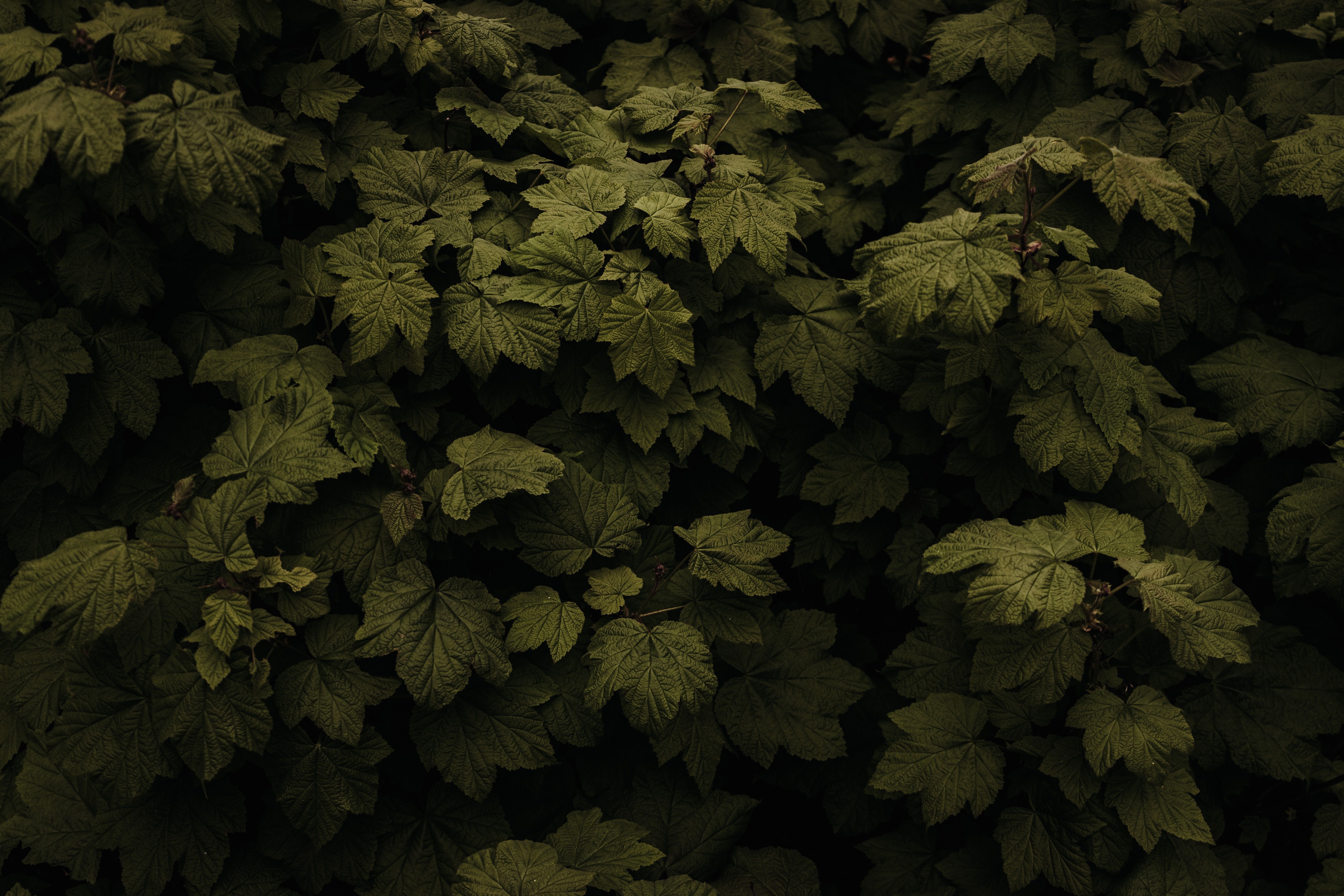Close-up of lush green leaves creating a rich, textured natural background.