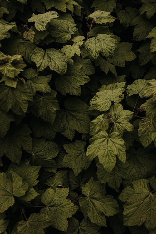 คลังภาพถ่ายฟรี ของ พืชสีเขียว, ใกล้ชิด, ใบไม้สีเขียว