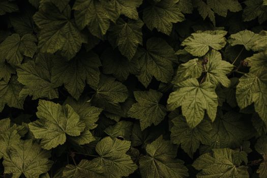 Close-up of lush green leaves in a natural setting.