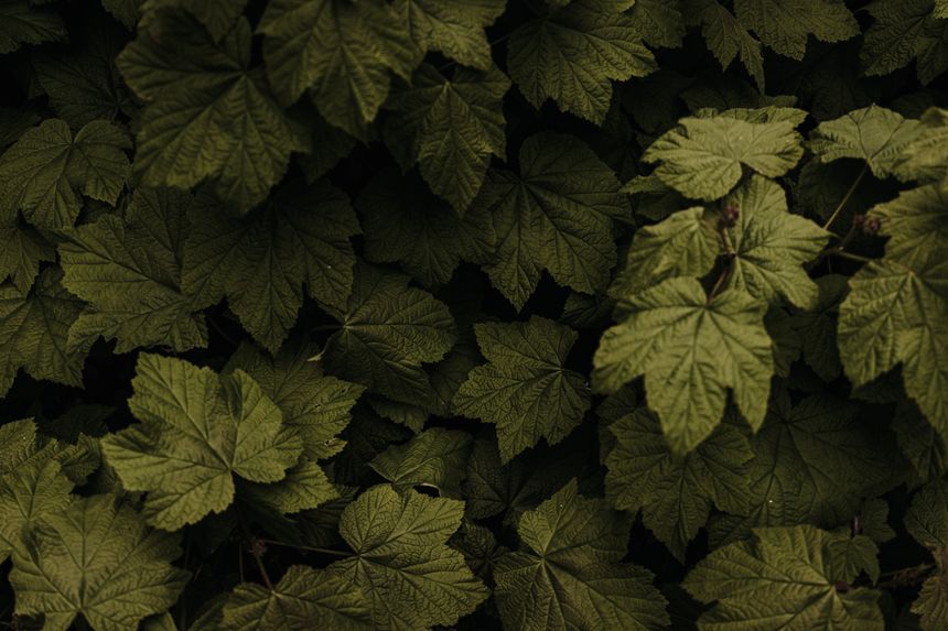 Green leaves, photo by Aedrian Salazar on Pexels