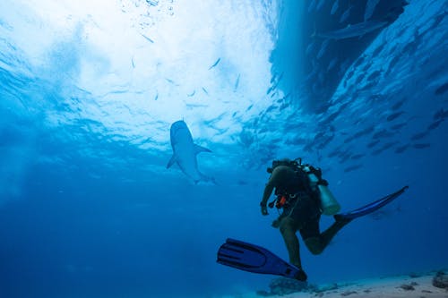Free Shark near Diver under Water Stock Photo