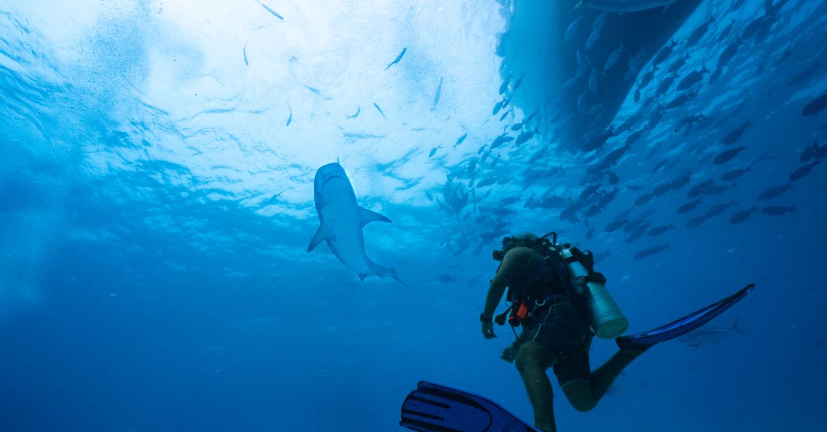 shark attack