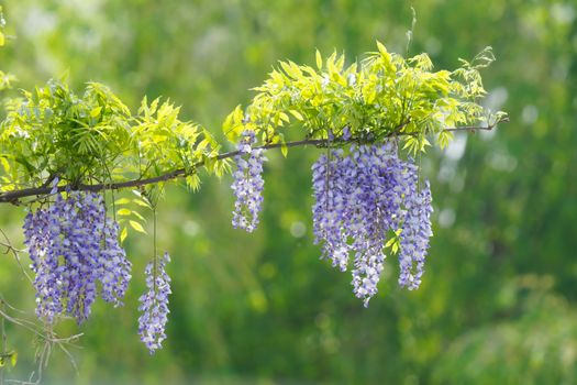 Close-up of blooming purple wisteria flowers hanging gracefully outdoors in spring.