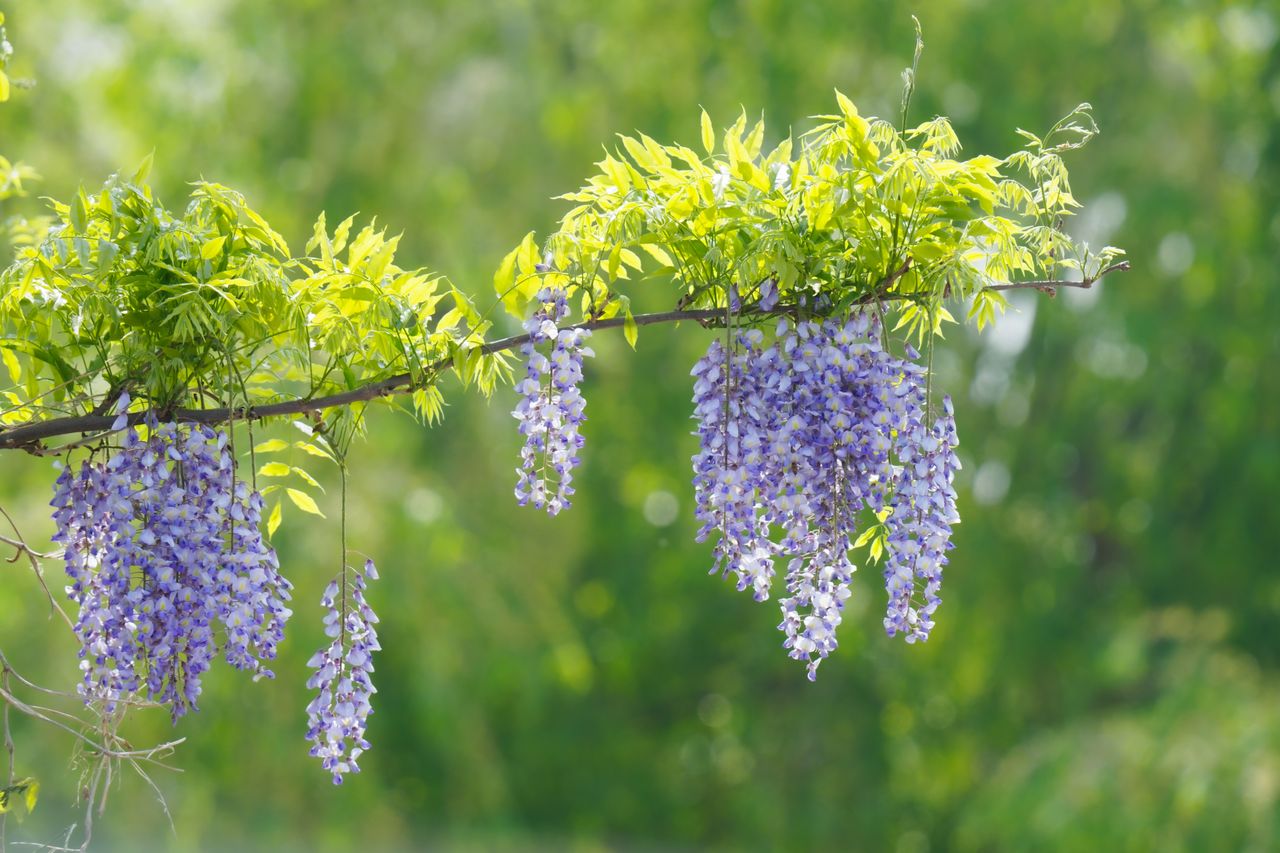 close up of blooming purple wisteria flowers hanging gracefully outdoo