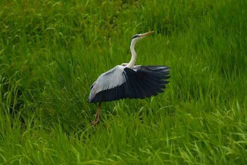 Free Grey Heron Flying Above Green Grass Stock Photo