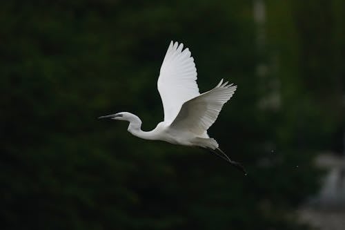 くちばし, 側面図, 白鷺の無料の写真素材