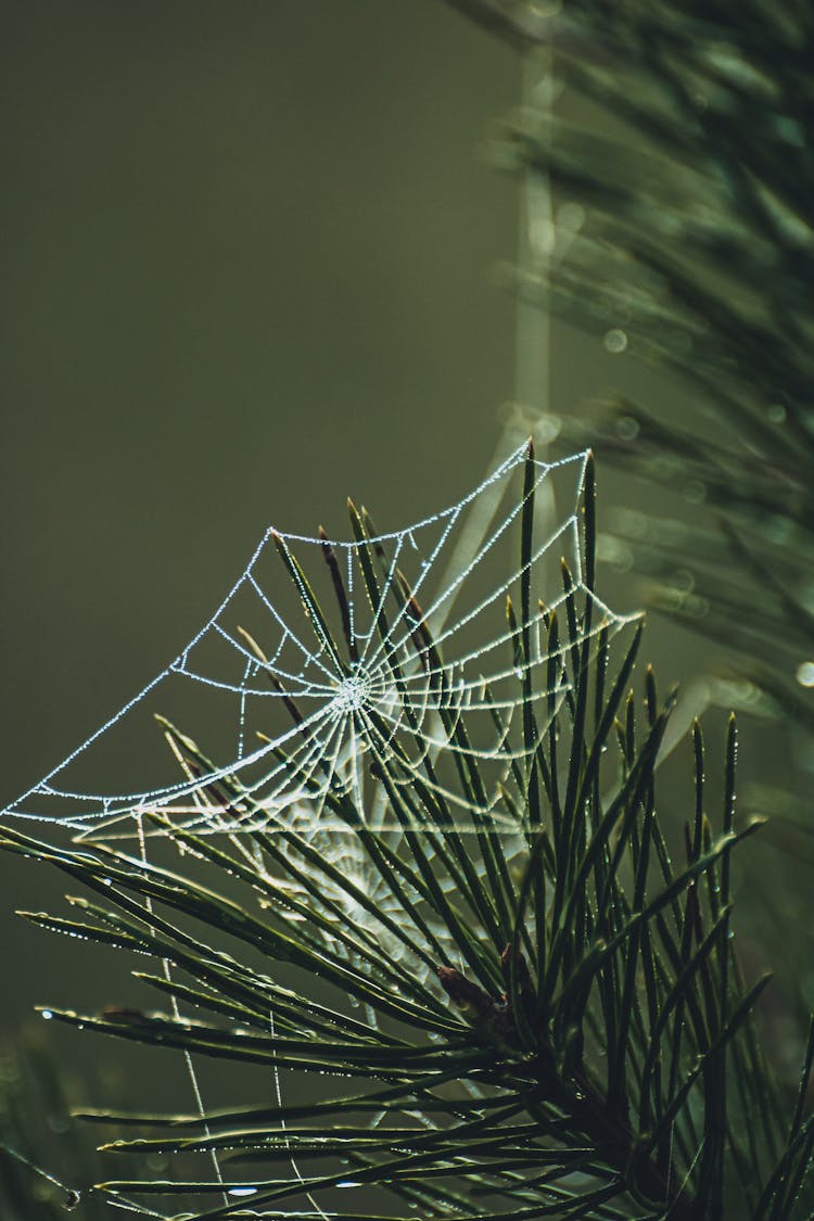 Cobwebs On Green Plant