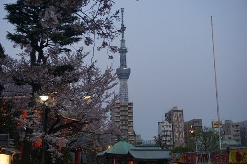 Free stock photo of asakusa, cherry blossom, japan Stock Photo