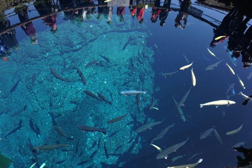 Free stock photo of fish, fish pond, fuji Stock Photo