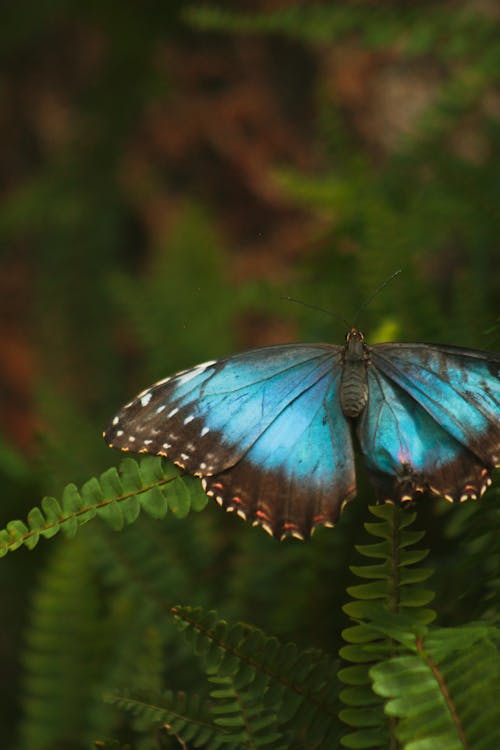 Butterfly Perched on Fern Leaves