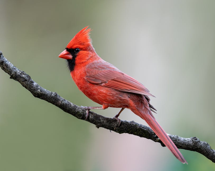 Kentucky state bird Northern Cardinal image