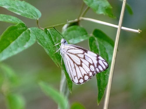 Brown with White Butterfly Perched on a Green Leaf 