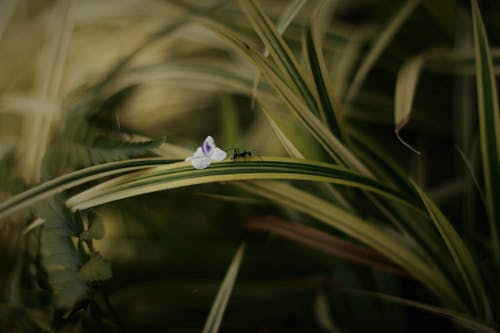 Foto Fokus Selektif Semut Hitam Pada Tanaman Berdaun Hijau