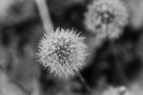 Free Artistic black and white dandelion close-up emphasizing texture and depth of field. Stock Photo