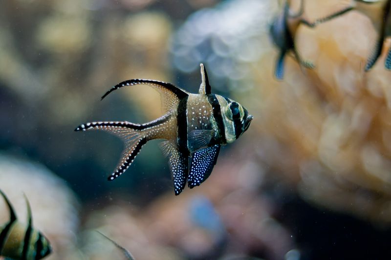 Close-up of an elegant Banggai cardinalfish swimming in a vibrant aquarium setting.