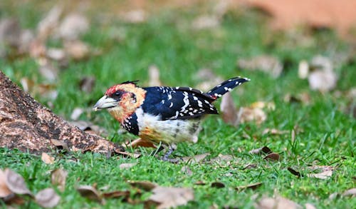 Free Crested Barbet Stock Photo
