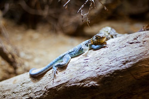 Free Blue and Black Lizard on Brown Wood Stock Photo