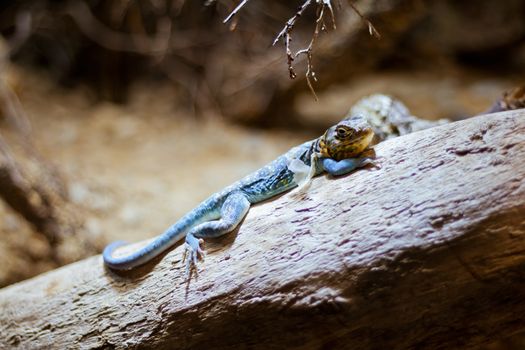 lizard photo
