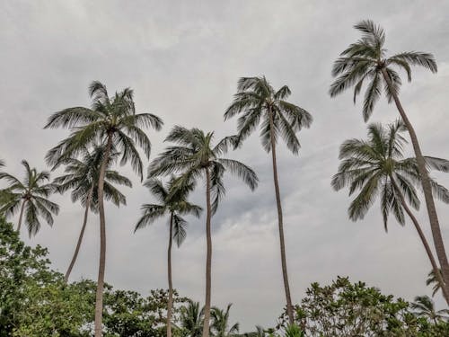 Základová fotografie zdarma na téma kokosová palma, kokosové listy, vysoké stromy