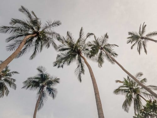 Gratis Fotos de stock gratuitas de árboles altos, Cocoteros, foto de ángulo bajo Foto de stock