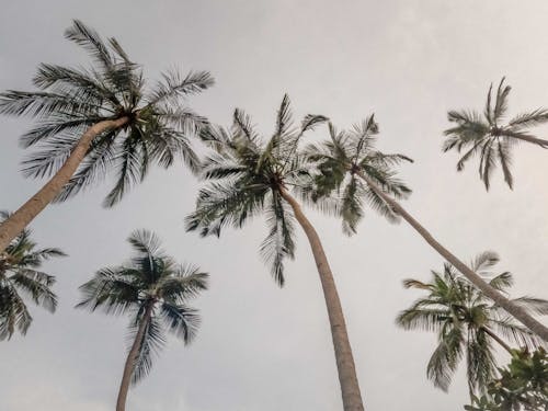 Základová fotografie zdarma na téma kokosové listy, kokosové palmy, vysoké stromy