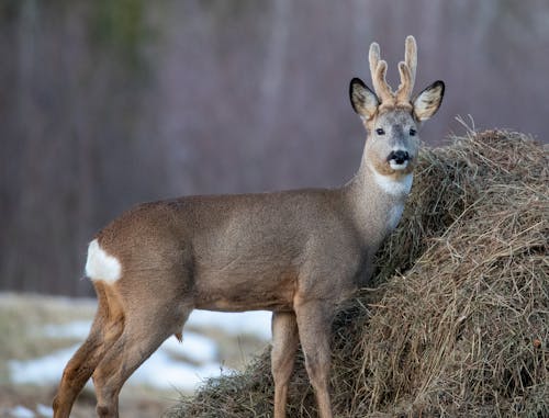 Roe Deer Standing Beside Haystack