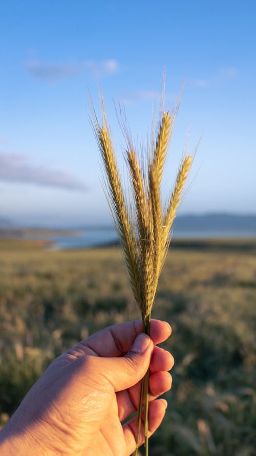Free Person Holding Wheat Stock Photo