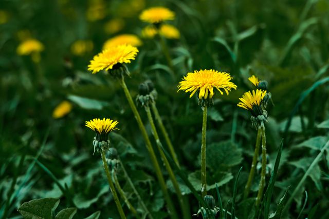 dandelion