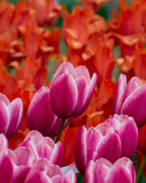 Ingyenes stockfotó függőleges lövés, közelkép, rózsaszín tulipánok témában