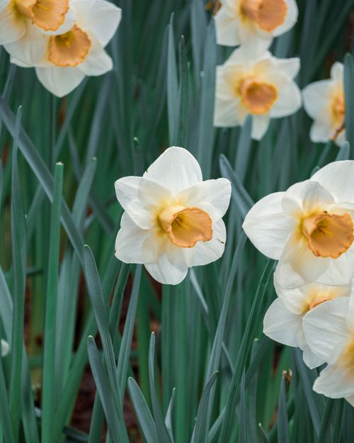 Free A vibrant close-up of blooming white and yellow daffodils, showcasing natural beauty and spring vibes. Stock Photo