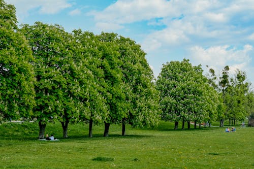 公園, 坐, 天性 的 免费素材图片