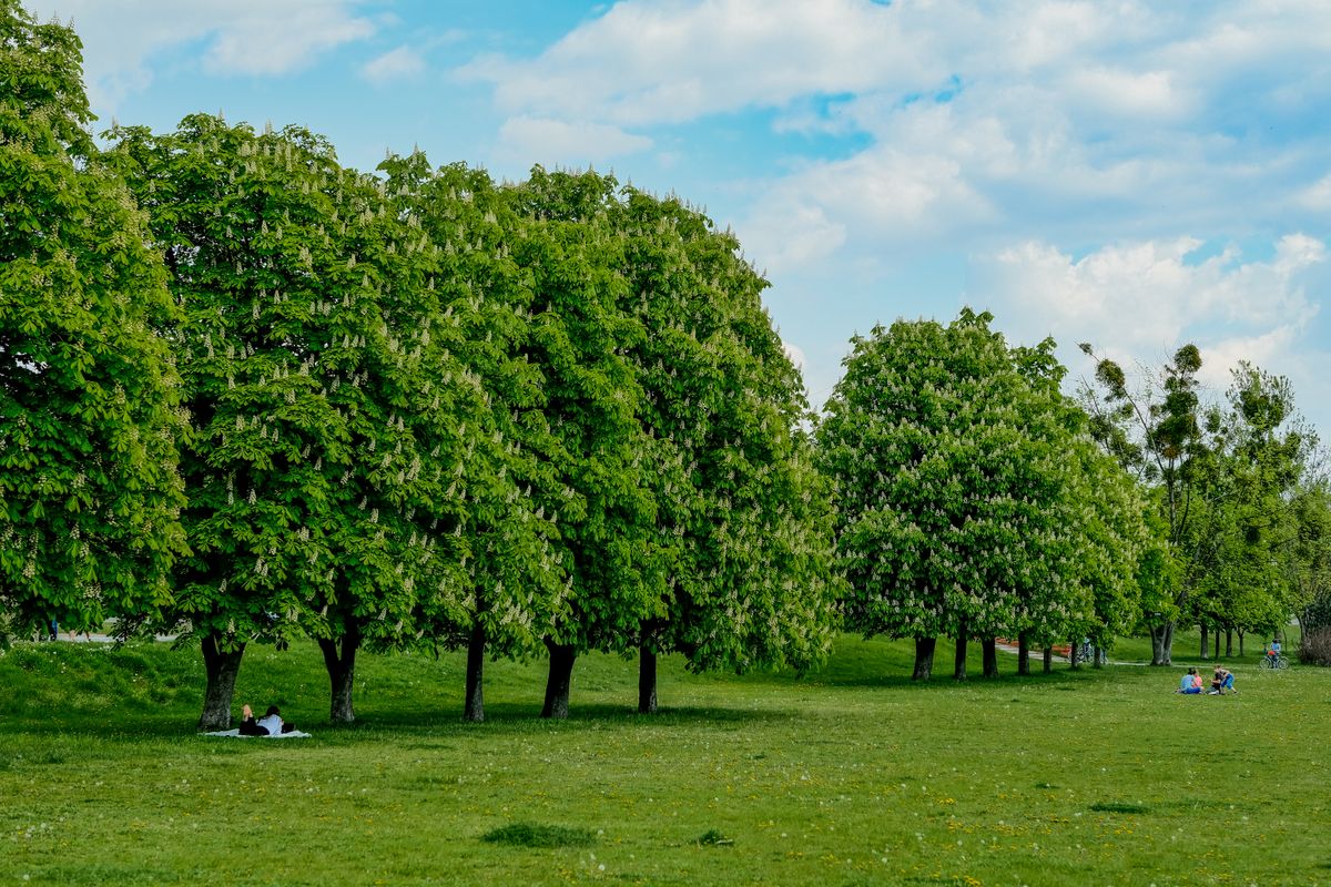 Oameni odihnindu-se sub copaci infloriti intr-un parc