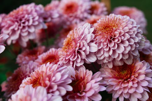 Pink Chrysanthemums in Bloom
