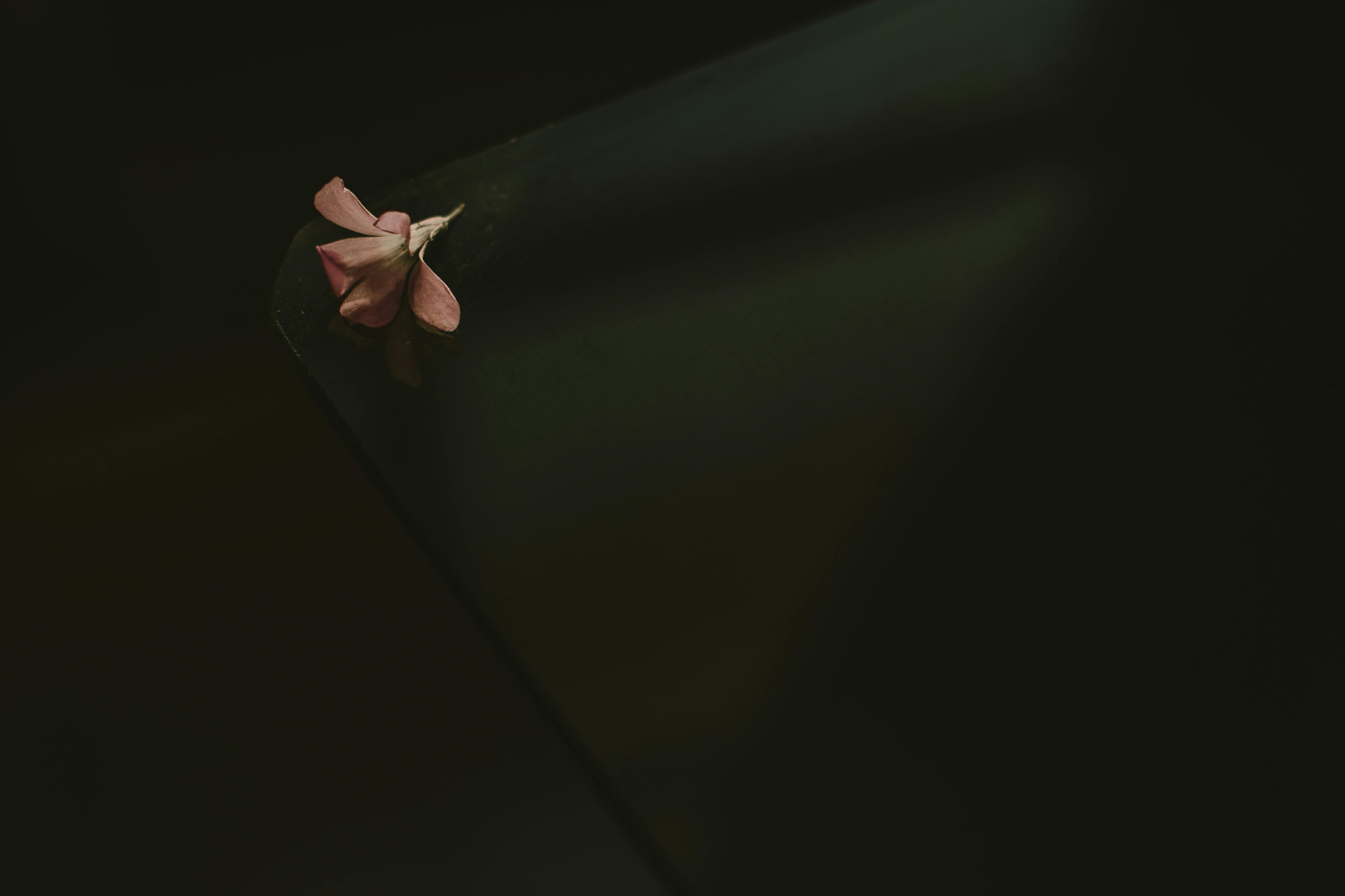 特写镜头中，精致的粉红色花瓣落在黑暗的表面上，营造出一种忧郁的氛围