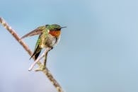 Green and Brown Humming Bird on Brown Tree Branch