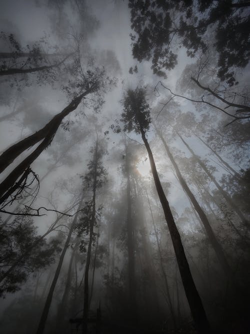 Free Low Angle Shot of Tall Trees in the Forest Stock Photo