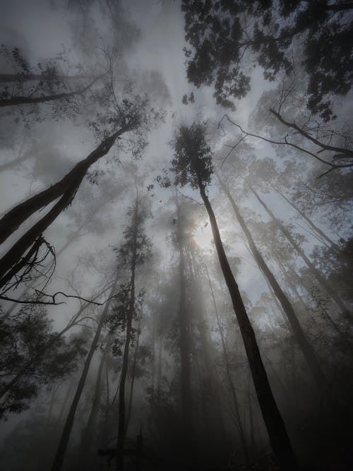 Foto profissional grátis de árvores altas, assustador, enevoado