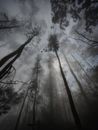 Low Angle Shot of Tall Trees in the Forest