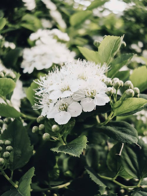 Безкоштовне стокове фото на тему «біла спірея, білі квіти, вертикальні постріл»