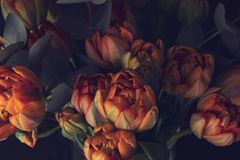 Tulips in low light — photo by Bastian Riccardi on Pexels