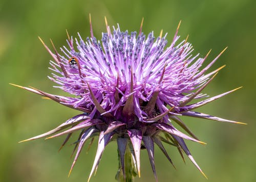 Gratis arkivbilde med flora, lilla blomst, makro skudd